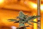 Sergeant Slaughter Regular Seeds - 5-TGA-SGTSL-REG-5