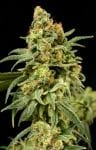 Peaches 'n' Cheese Feminised Seeds - 6-HOGG-PEACH-FEM-6