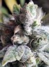 Tangie Cookies Regular Seeds - 12-BCBD-TANCOOK-REG-12