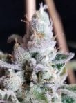 Tangie Cookies Regular Seeds - 12-BCBD-TANCOOK-REG-12