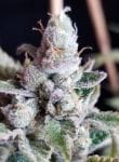 Tangie Cookies Regular Seeds - 12-BCBD-TANCOOK-REG-12