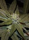 Elixir CBD Regular Seeds - 12-BCBD-ELIX-CBD-REG-12