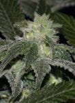 Elixir CBD Regular Seeds - 12-BCBD-ELIX-CBD-REG-12