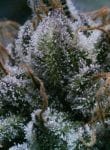 Tuna God Regular Seeds - 12-BCBD-TUNGOD-REG-12