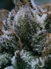Tuna God Regular Seeds - 12-BCBD-TUNGOD-REG-12