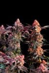 Blackberry Frosting Regular Seeds - 5-TGA-BLFRO-REG-5