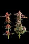 Blackberry Frosting Regular Seeds - 5-TGA-BLFRO-REG-5