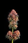 Blackberry Frosting Regular Seeds - 5-TGA-BLFRO-REG-5