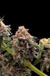 Blackberry Frosting Regular Seeds - 5-TGA-BLFRO-REG-5