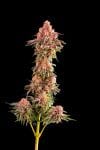 Blackberry Frosting Regular Seeds - 5-TGA-BLFRO-REG-5