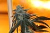 Nerds OG Regular Seeds - 5-TGA-NERDOG-REG-5