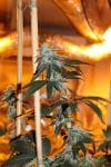 Nerds OG Regular Seeds - 5-TGA-NERDOG-REG-5