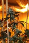 Nerds OG Regular Seeds - 5-TGA-NERDOG-REG-5