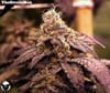 Rare Darkness Feminised Seeds - 6-RD-026-F6