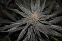 Rare Darkness Feminised Seeds - 6-RD-026-F6