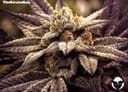 Rare Darkness Feminised Seeds - 6-RD-026-F6