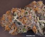 Rare Darkness Feminised Seeds - 6-RD-026-F6