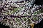 Rare Darkness Feminised Seeds - 6-RD-026-F6