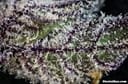 Rare Darkness Feminised Seeds - 6-RD-026-F6