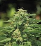 Dream Queen Regular Seeds - 10-HUMB-DQ-10-R