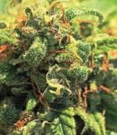 Pineapple Upside Down Cake Regular Seeds - 10-HUMB-PUDC-10-R