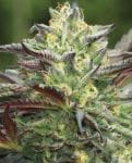 All Gas OG (formerly Asphalt Plant) Regular Seeds - 10-HUMB-AGOG-10-R