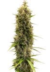 Golden Tiger Thai Dominant 3rd Version Regular Seeds (Limited Edition) - 10-ACEGTTD3REG10