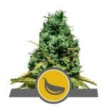 Garlic Mist Regular Seeds - 10-RQS-GM-REG-10