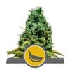 Garlic Mist Regular Seeds - 10-RQS-GM-REG-10