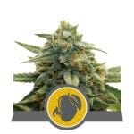 Mango Crunch Regular Seeds - 10-RQS-MC-REG-10