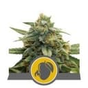 Mango Crunch Regulär Samen - 10-RQS-MC-REG-10