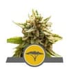 Marula Fruit Regular Seeds - 10-RQS-MFR-REG-10