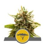 Marula Fruit редовен семена - 10-RQS-MFR-REG-10