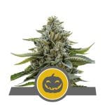 Pumpkin Kush редовен семена - 10-RQS-PK-REG-10