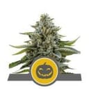 Pumpkin Kush Regulär Samen - 10-RQS-PK-REG-10