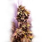 Strawberry Dawg Pound Feminised Seeds - 6-HS-055F-6