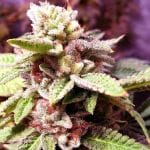 Strawberry Dawg Pound Feminised Seeds - 6-HS-055F-6
