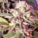 Strawberry Dawg Pound Feminised Seeds - 6-HS-055F-6