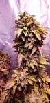 Strawberry Dawg Pound Feminised Seeds - 6-HS-055F-6