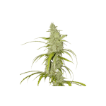 Creeper Auto Feminised Seeds - 8-SSSC-CREEP-AUTO-FEM-8