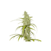 Creeper Auto Feminised Seeds - 8-SSSC-CREEP-AUTO-FEM-8