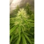 Creeper Auto Feminised Seeds - 8-SSSC-CREEP-AUTO-FEM-8