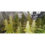 Creeper Auto Feminised Seeds - 8-SSSC-CREEP-AUTO-FEM-8