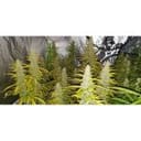 Creeper Auto Feminised Seeds - 8-SSSC-CREEP-AUTO-FEM-8