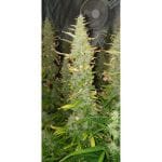 Creeper Auto Feminised Seeds - 8-SSSC-CREEP-AUTO-FEM-8