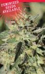 Early Girl OG Hybrid Feminised Seeds - 10-HUMB-EGOG-10-F