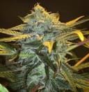Punch & Cookies Feminised Seeds - 6-MAM-PC-FEM-6
