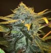 Punch & Cookies Feminised Seeds - 6-MAM-PC-FEM-6