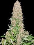 Cherry Queen Regular Seeds - 11-BODH-CHQU-REG-11