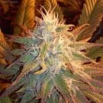 Cherry Queen Regular Seeds - 11-BODH-CHQU-REG-11